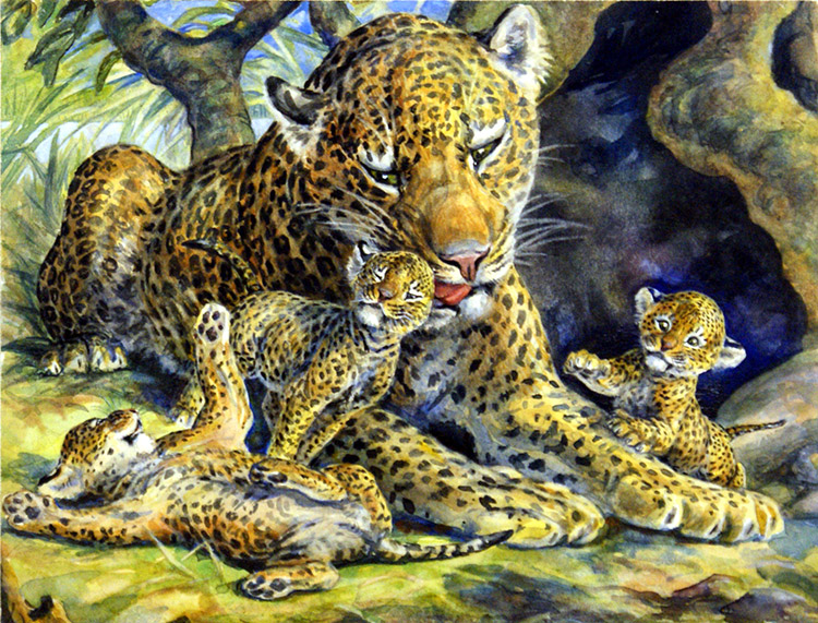 Leopardess and her Cubs (Original) by Jesus Blasco Art at The Illustration Art Gallery