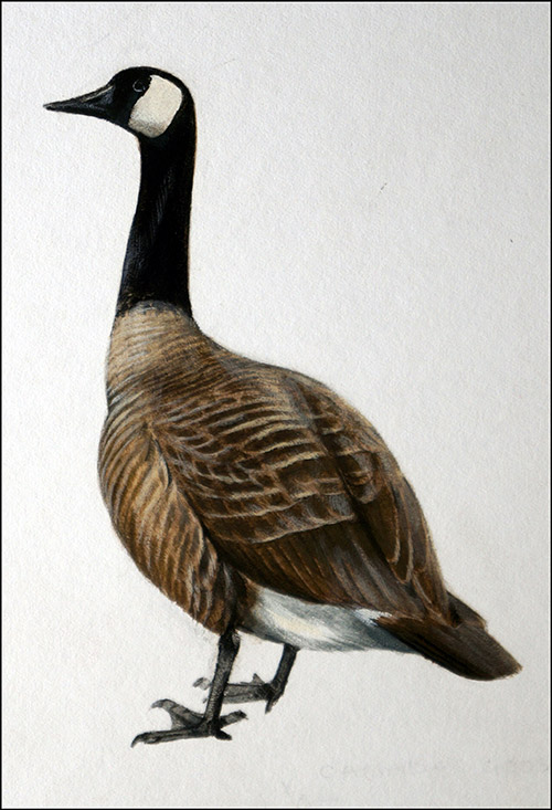 Canada Goose (Original) by Reginald B Davis at The Illustration Art Gallery