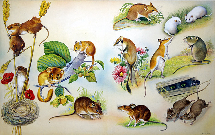 All Sorts of Mice (Original) (Signed) by Bert Illoss Art at The Illustration Art Gallery