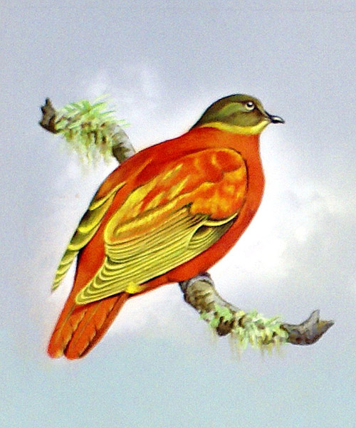 Orange Dove (Fiji Islands) (Original) by Bert Illoss Art at The Illustration Art Gallery