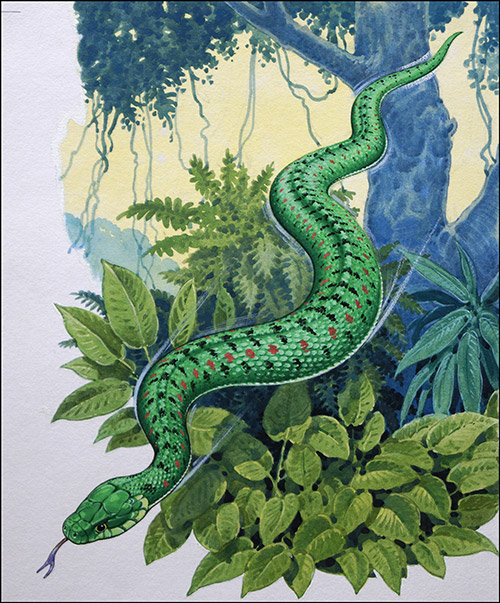 Beware Flying Snakes (Original) by Bernard Long Art at The Illustration Art Gallery