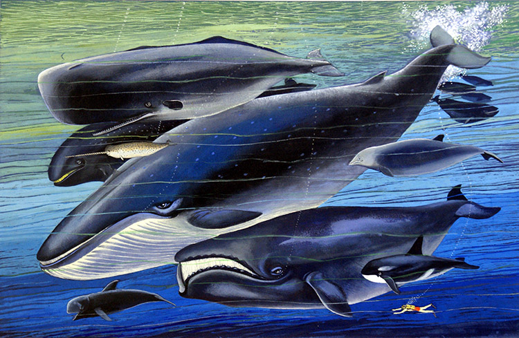 The Whale Family (Original) by Bernard Long Art at The Illustration Art Gallery