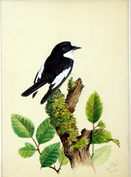 Pied Flycatcher (Original) (Signed) by Ian McIntosh Art at The Illustration Art Gallery