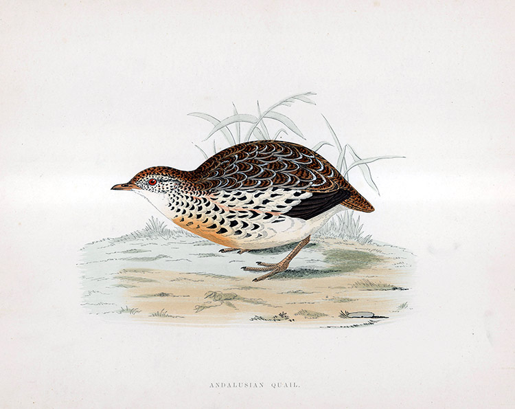 Andalusian Quail - hand coloured lithograph 1891 (Print) by Beverley R Morris Art at The Illustration Art Gallery