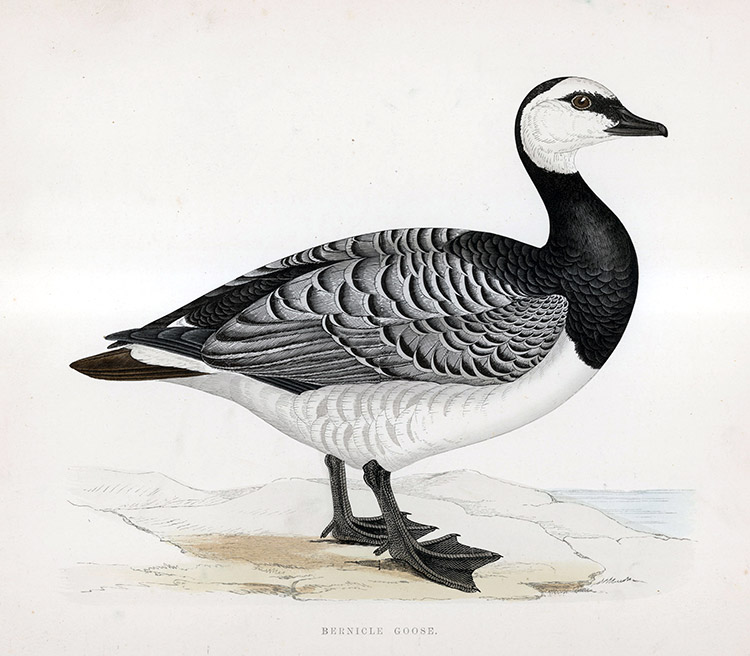 Bernicle Goose - hand coloured lithograph 1891 (Print) by Beverley R Morris Art at The Illustration Art Gallery
