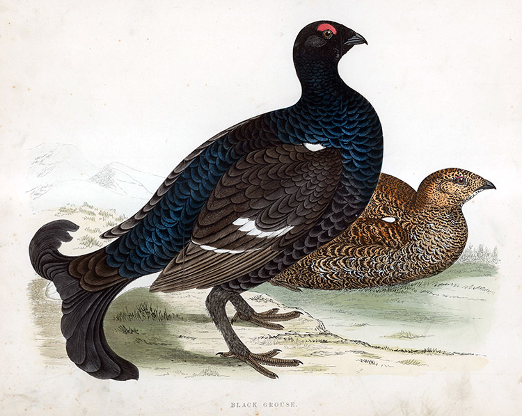 Black Grouse - hand coloured lithograph 1891 (Print) by Beverley R Morris Art at The Illustration Art Gallery