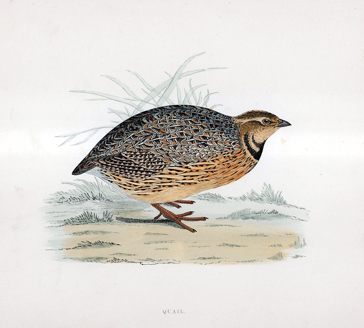 Quail - hand coloured lithograph 1891 (Print) art by Beverley R Morris Art at The Illustration Art Gallery