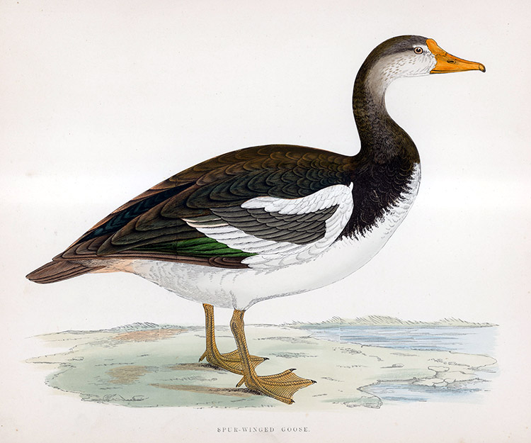 Spur Winged Goose - hand coloured lithograph 1891 (Print) by Beverley R Morris Art at The Illustration Art Gallery
