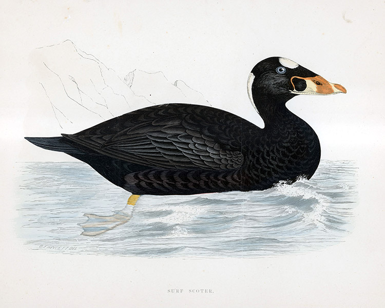 Surf Scoter - hand coloured lithograph 1891 (Print) by Beverley R Morris Art at The Illustration Art Gallery