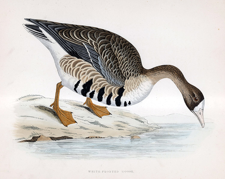 White Fronted Goose - hand coloured lithograph 1891 (Print) by Beverley R Morris Art at The Illustration Art Gallery