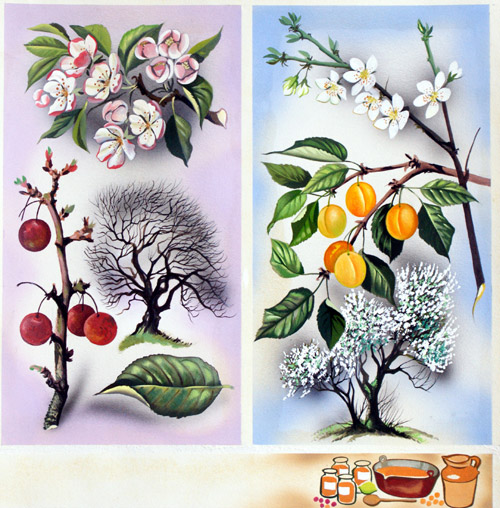 Cherry and Peach Wild Fruit Trees (Original) by David Pratt Art at The Illustration Art Gallery